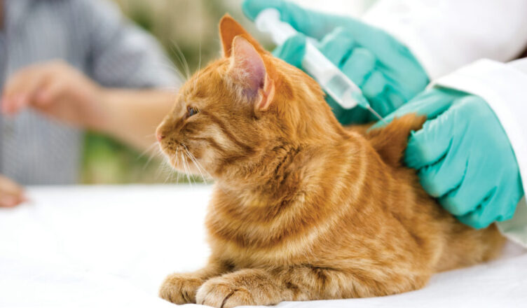Radzymin - komunikat w sprawie obowiązku szczepienia kotów