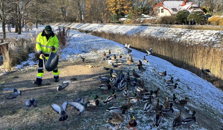 Zielonka - dokarmiamy zimą kaczki