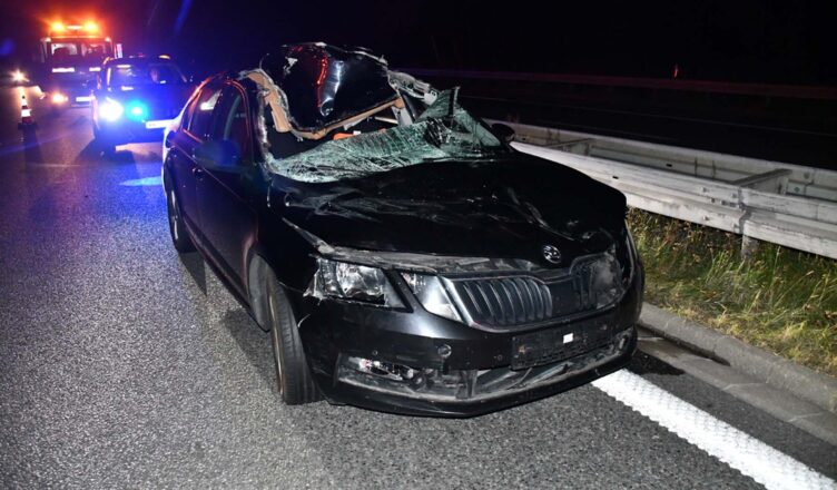 Na S8 po zderzeniu auta z łosiem dwie osoby trafiły do szpitala