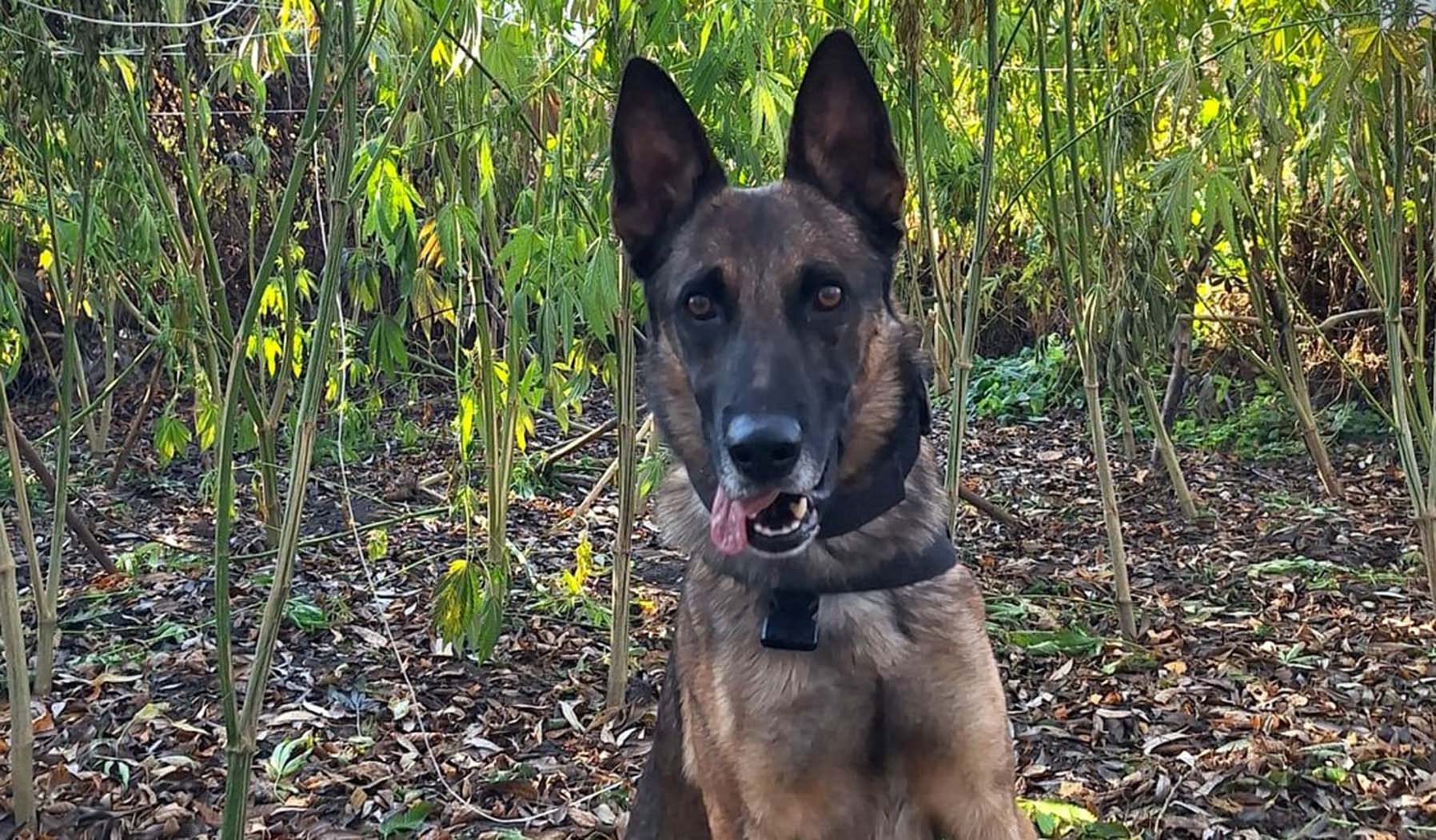 Rico doprowadził policjantów do plantacji konopi