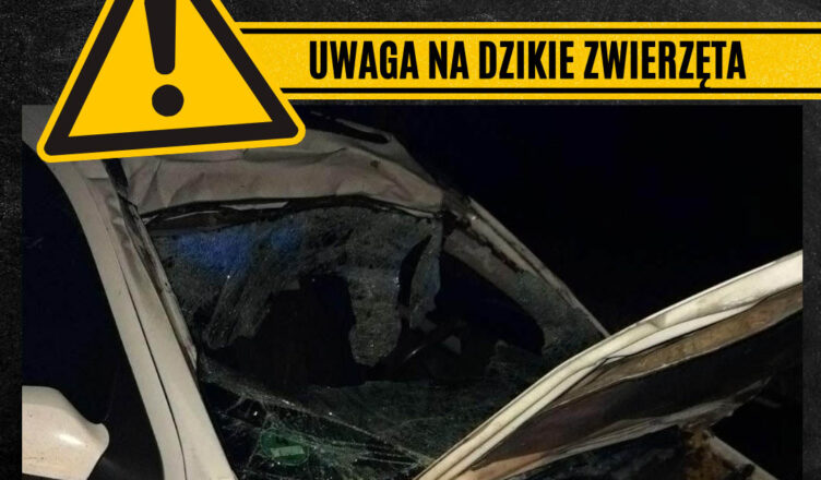 Kolejne wypadki z łosiami. Policja apeluje - uwaga na dzikie zwierzęta na drodze.