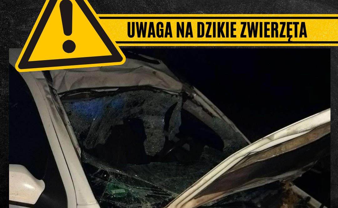 Kolejne wypadki z łosiami. Policja apeluje - uwaga na dzikie zwierzęta na drodze.